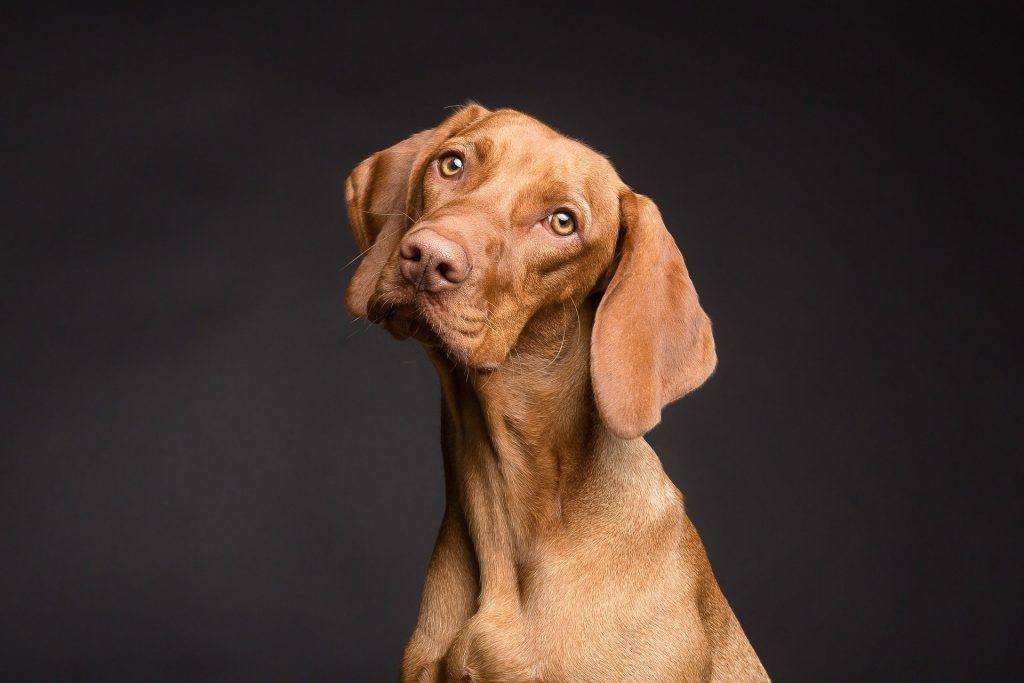 A close up of a dog
